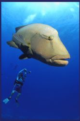 the friendly and inquisitive Napoleon wrasse is HUGELY th... by Fiona Ayerst 